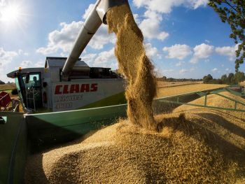 Claas Lexion beim Abbunkern von Wintergerste in Neukirchen