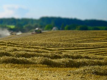 Strohschwaden auf Weizenfeld bei Neukirchen